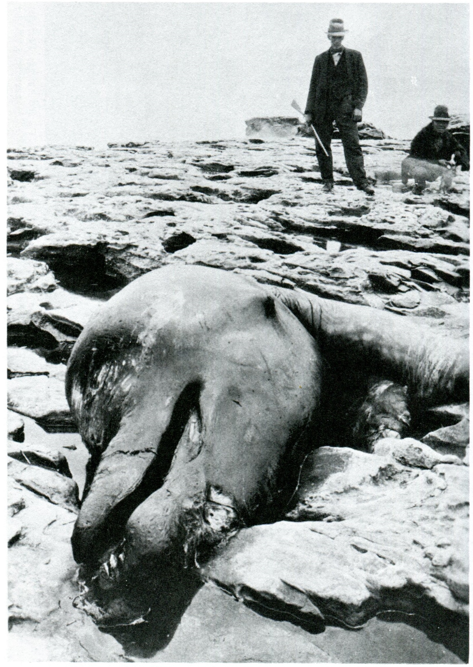 Shipwrecks and Sea Monsters of California's Central Coast