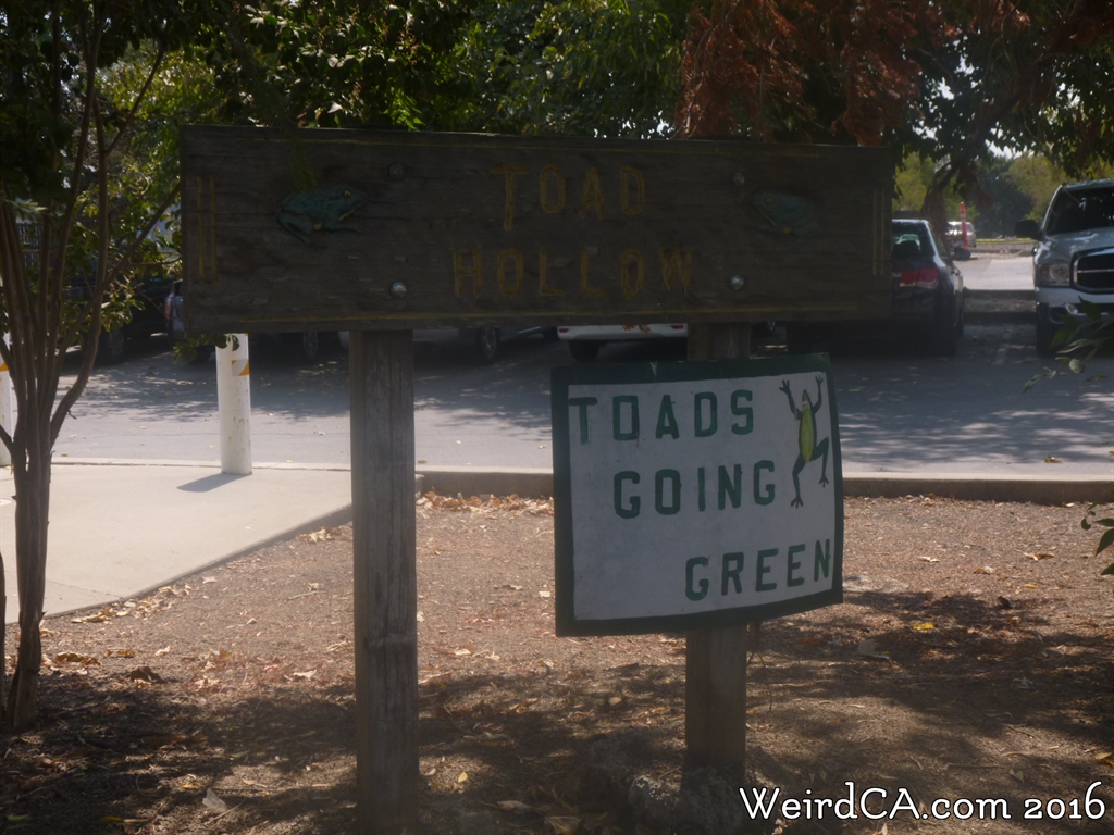 Hidden Tunnel Saves Frogs Toad Hollow Davis, California