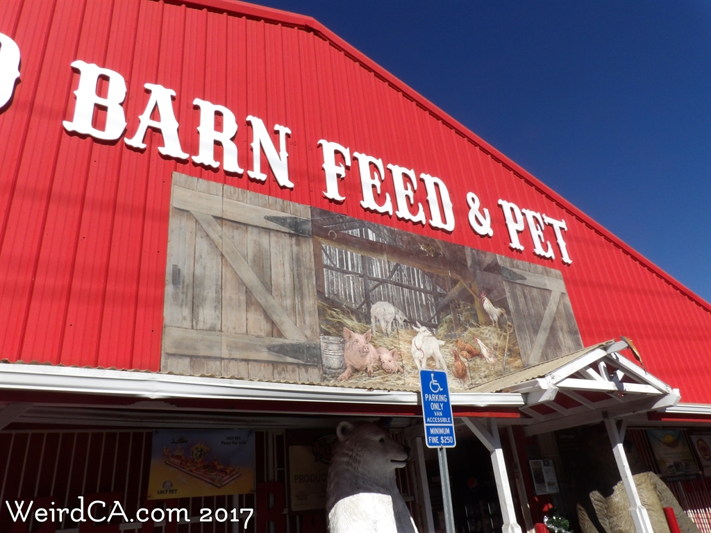 Tarzana Chicken15
