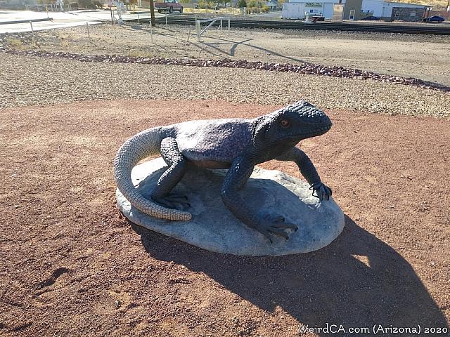 chuckwalla01