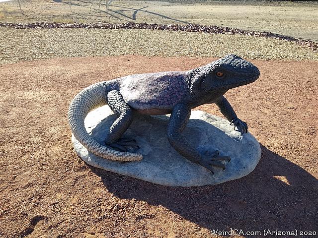 chuckwalla02