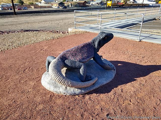 chuckwalla03