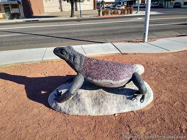 chuckwalla04