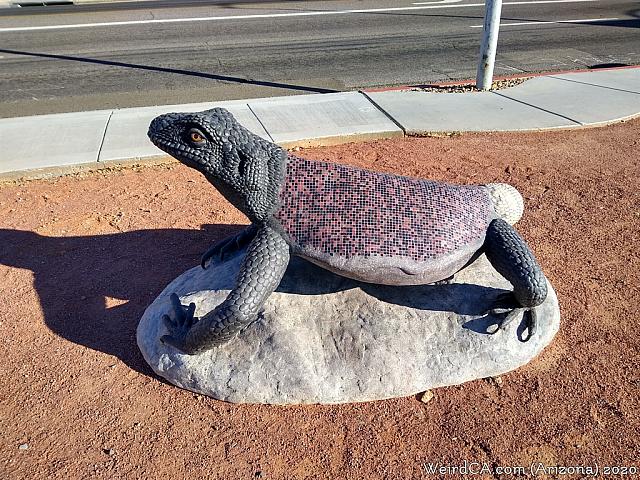chuckwalla05