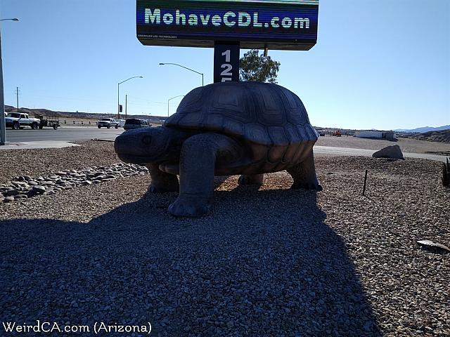 giant tortoise az01