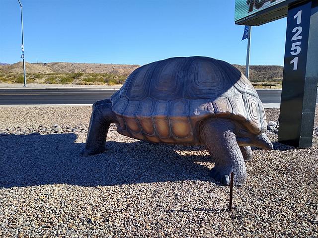 giant tortoise az08