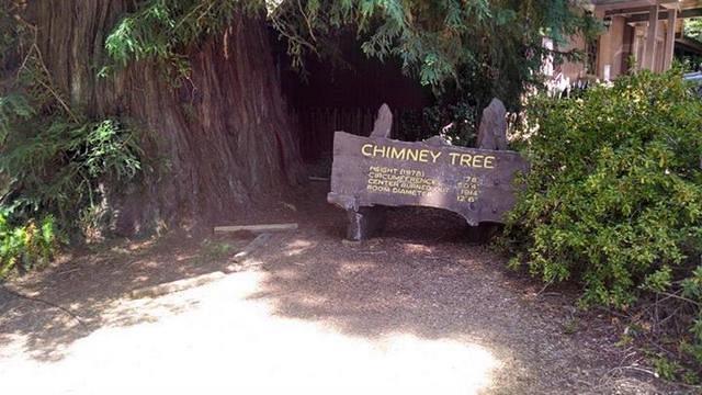 chimney tree2