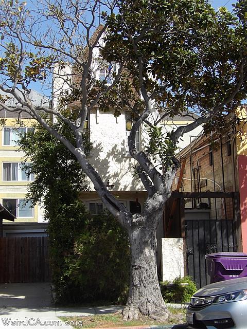 lb skinny house05