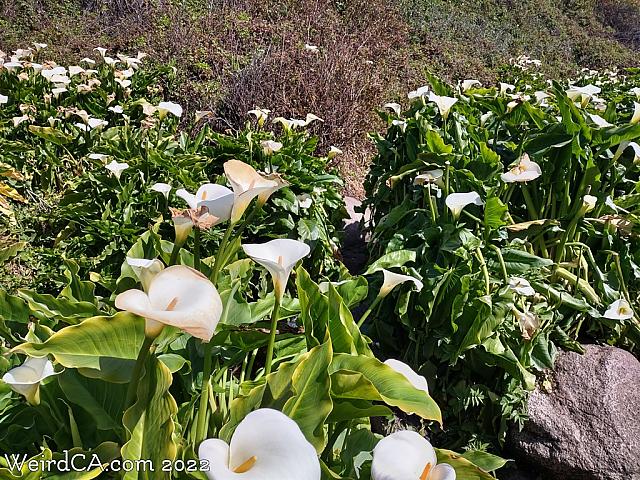 calla lily109