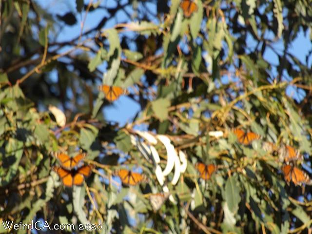butterfly grove05