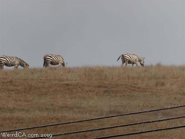 zebras04