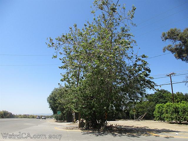 sycamore tree02