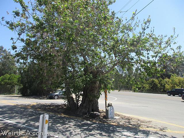 sycamore tree08