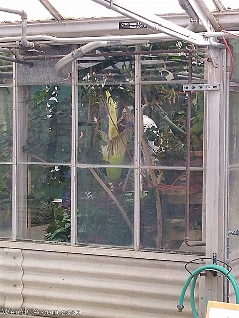 slo corpse flower09