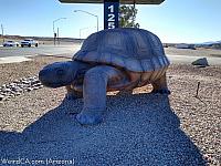 giant tortoise az02