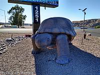 giant tortoise az03