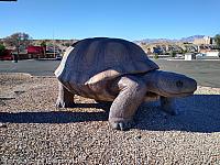 giant tortoise az04