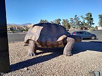 giant tortoise az06