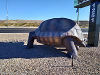 Giant Tortoise