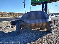 giant tortoise az09