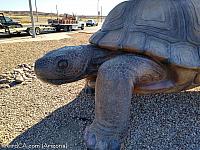 giant tortoise az10