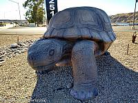 giant tortoise az11