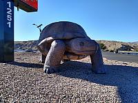 giant tortoise az13