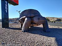 giant tortoise az14