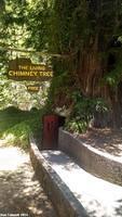 Chimney Tree