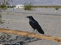 deathvalleytreasure12