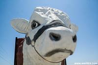 The Giant Steer of Buttonwillow