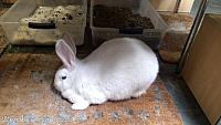 bunny museum156