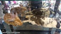 bunny museum161