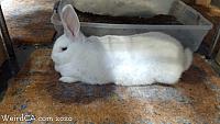 bunny museum169