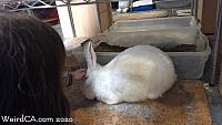 bunny museum172