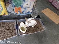 bunny museum74