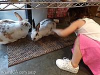 bunny museum77
