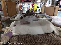 Several live bunnies living in the museum