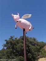 Flying Pig of Topanga