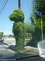The Ivy Poodle of North Hills