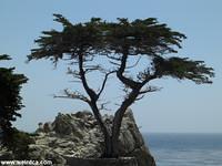 Monterey