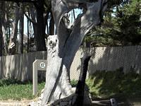 The Ghost Tree on 17 Mile Drive