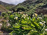 calla lily037