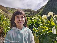 calla lily056