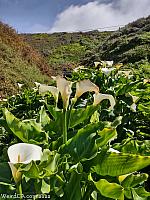 calla lily073