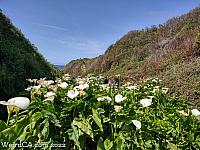 Calla Lily Valley