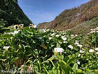 Calla Lily Valley