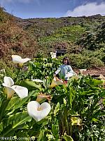 Calla Lily Valley