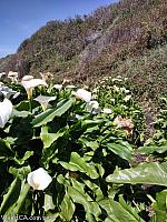 Calla Lily Valley