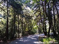 pfeifferbeach01